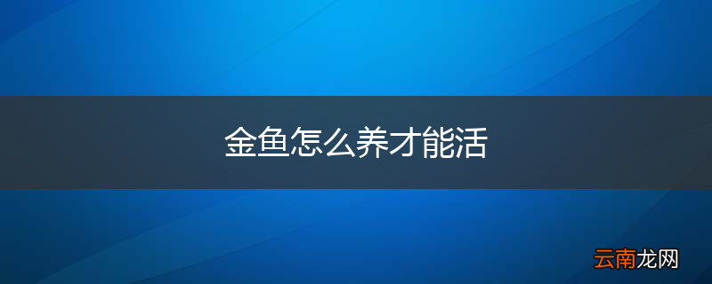 金鱼怎么养才能活