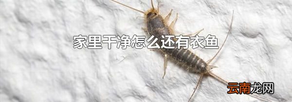 家里干净怎么还有衣鱼