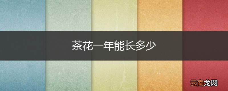 茶花一年能长多少