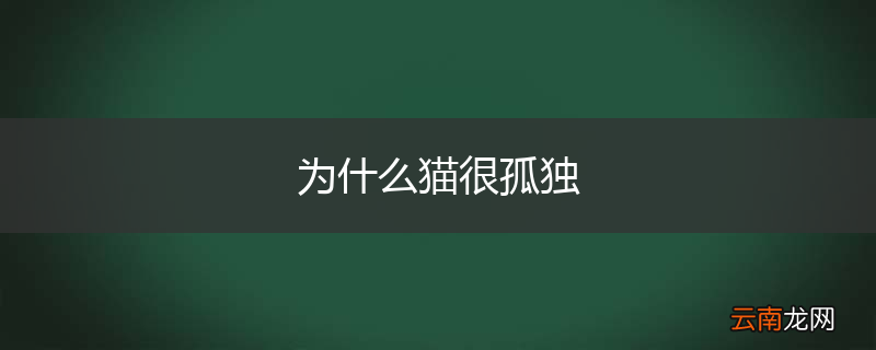 为什么猫很孤独