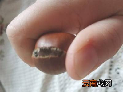 糖炒栗子怎么剥皮