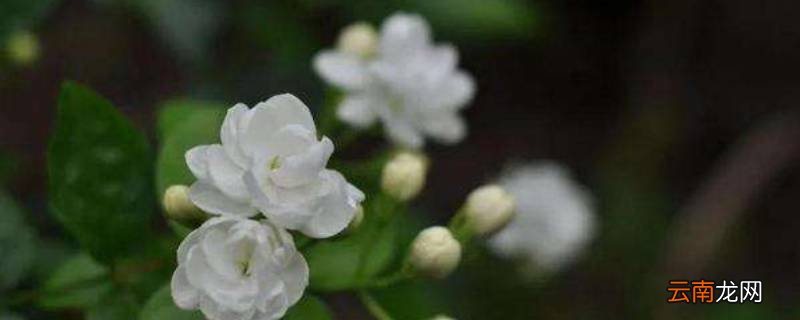 茉莉花香是什么味道