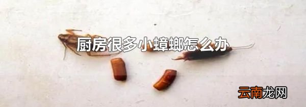 厨房很多小蟑螂怎么办