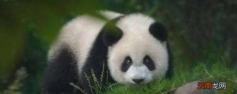 熊猫和熊是同一类吗