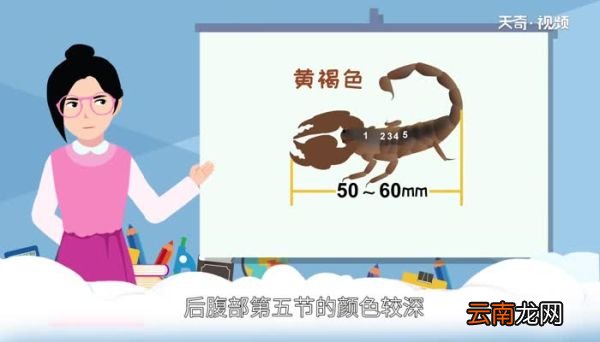 蝎子吃什么 怎么喂蝎子吃东西