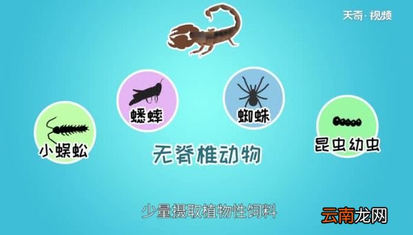 蝎子吃什么 怎么喂蝎子吃东西
