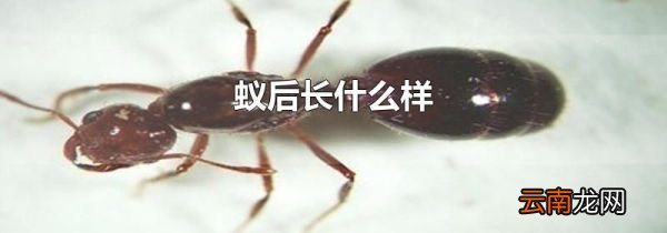蚁后长什么样