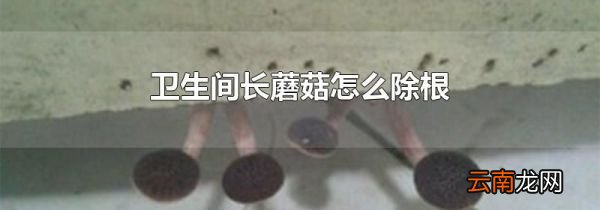 卫生间长蘑菇怎么除根