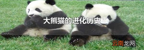 大熊猫的进化历史