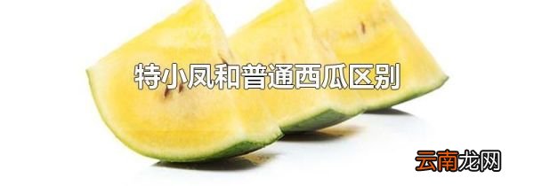 特小凤和普通西瓜区别