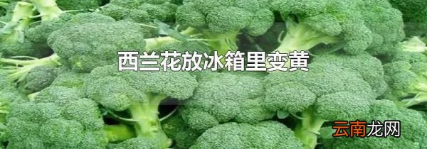 西兰花放冰箱里变黄