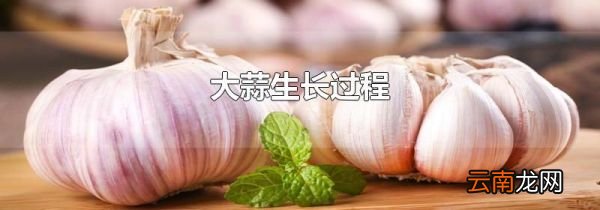 大蒜生长过程