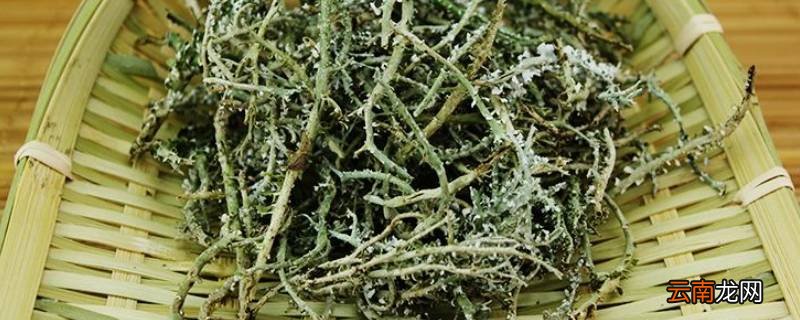 真正的鹿角菜是什么样
