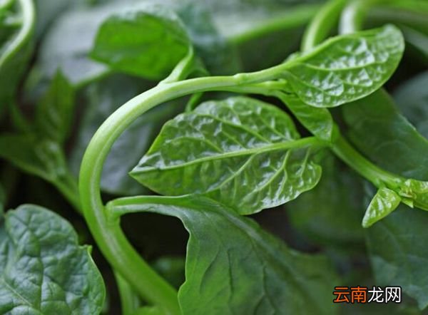 木耳菜和豆腐能一起吃吗 木耳菜和豆腐一起吃会中毒吗