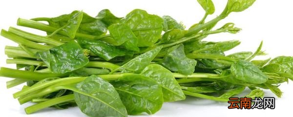 木耳菜和豆腐能一起吃吗 木耳菜和豆腐一起吃会中毒吗