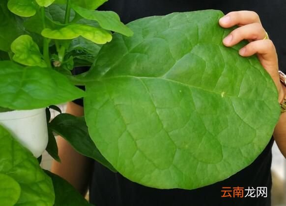 木耳菜和豆腐能一起吃吗 木耳菜和豆腐一起吃会中毒吗