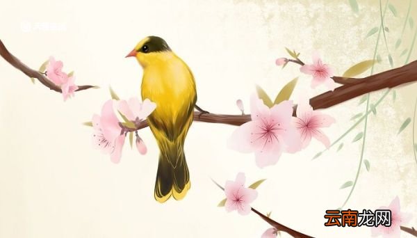 画眉鸟古诗翻译 画眉鸟古诗翻译简短