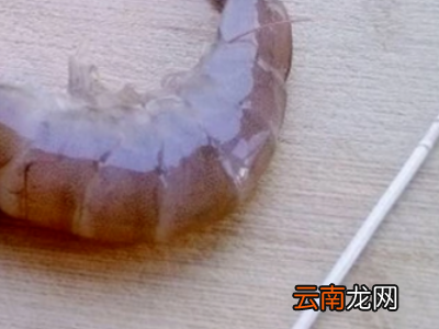 冰冻虾怎么去除虾线
