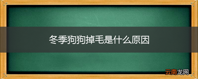 冬季狗狗掉毛是什么原因