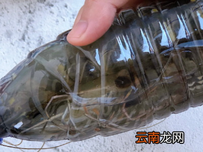 虾买回来怎么保存
