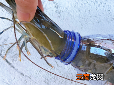 虾买回来怎么保存