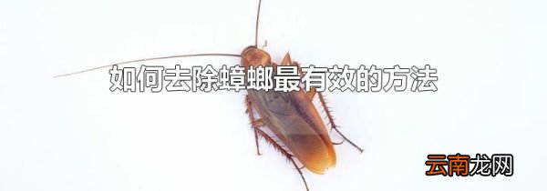 如何去除蟑螂最有效的方法