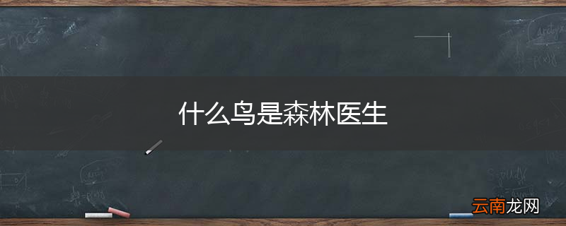 什么鸟是森林医生