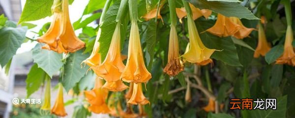 曼陀罗花是什么 曼陀罗花指什么
