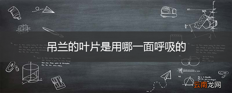 吊兰的叶片是用哪一面呼吸的