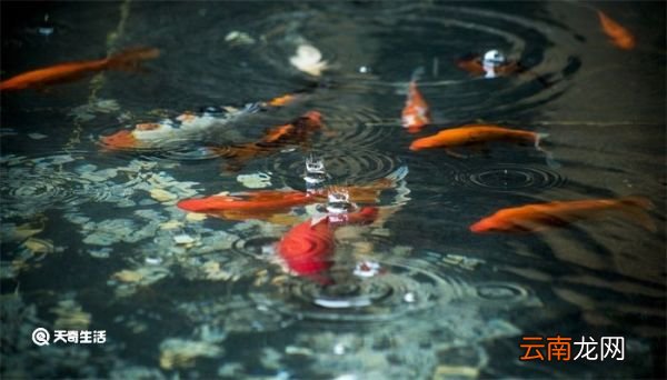 金鱼除了吃鱼食还可以吃什么 金鱼除了吃鱼食还能吃什么