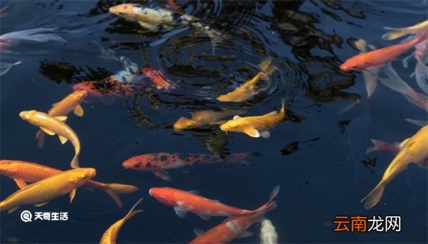 金鱼除了吃鱼食还可以吃什么 金鱼除了吃鱼食还能吃什么