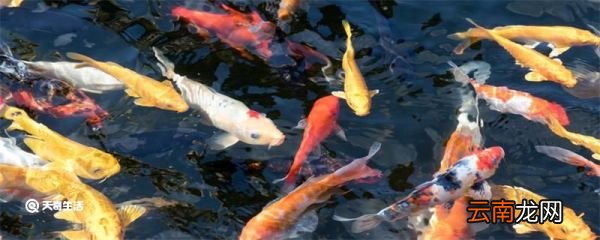 金鱼除了吃鱼食还可以吃什么 金鱼除了吃鱼食还能吃什么