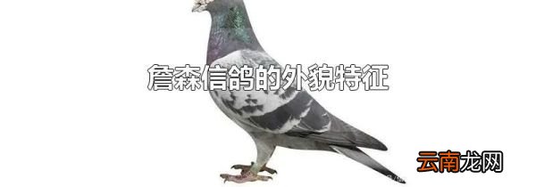 詹森信鸽的外貌特征