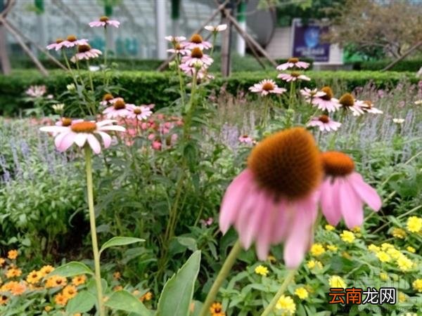 诺基亚X5怎么样，诺基亚X5配置参数爆光