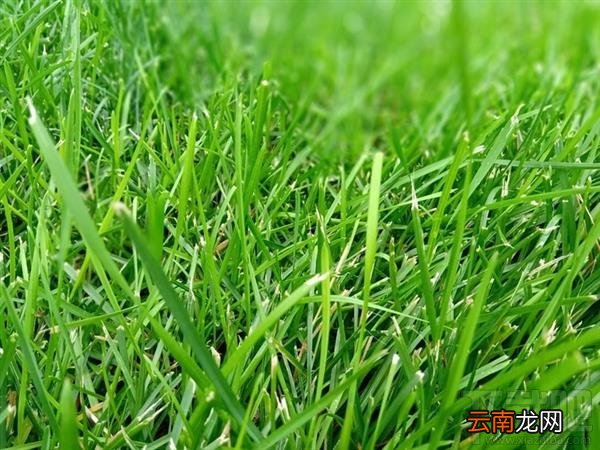 诺基亚X5怎么样，诺基亚X5配置参数爆光