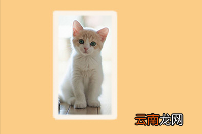 Photoshop为图片加边框具体操作步骤