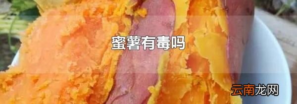 蜜薯有毒吗
