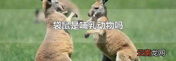 袋鼠是哺乳动物吗