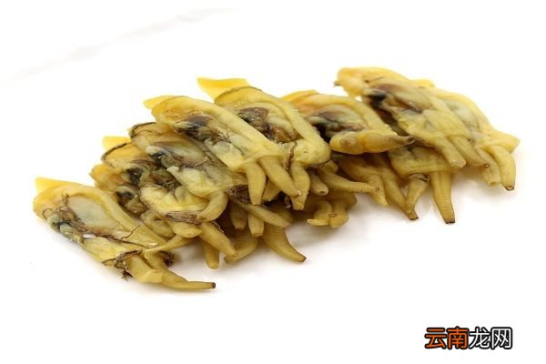 蛏干的功效与作用 蛏干的食用禁忌