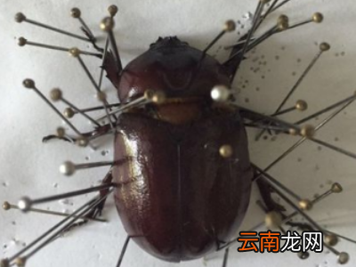如何制作昆虫标本