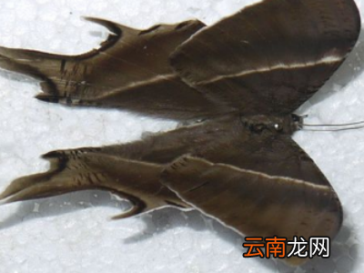 如何制作昆虫标本