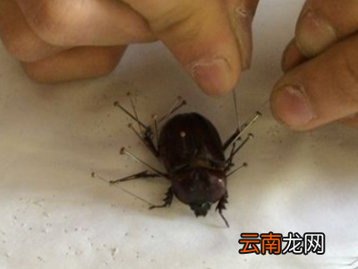 如何制作昆虫标本