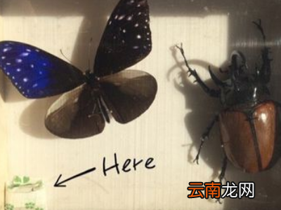 如何制作昆虫标本