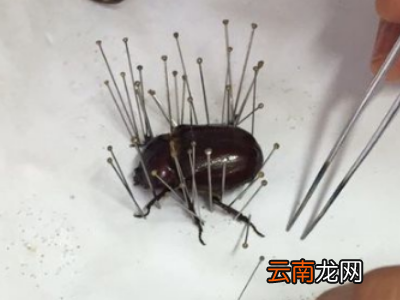 如何制作昆虫标本