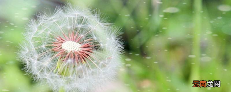 蒲公英怎么泡水喝