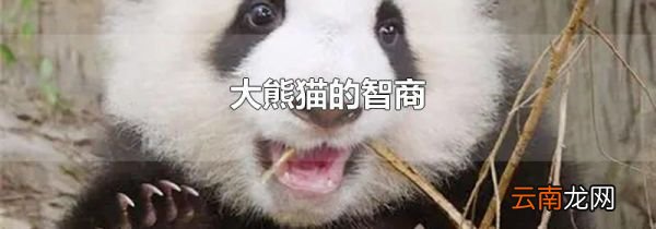 大熊猫的智商