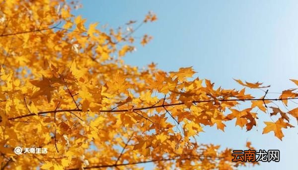 秋浦途中前两句运用了什么修辞手法 秋浦途中前两句运用了什么手法