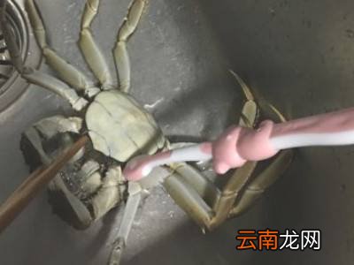 清洗大闸蟹的七个步骤