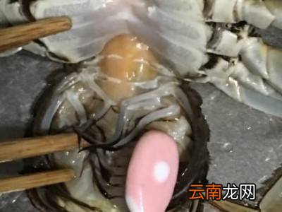 清洗大闸蟹的七个步骤