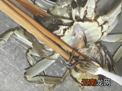 清洗大闸蟹的七个步骤